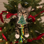 Duidui Christmas Collection – Natural Loofah Cat Toys with Catnip, Christmas Cat Toys, Chew & Enrichment Toys